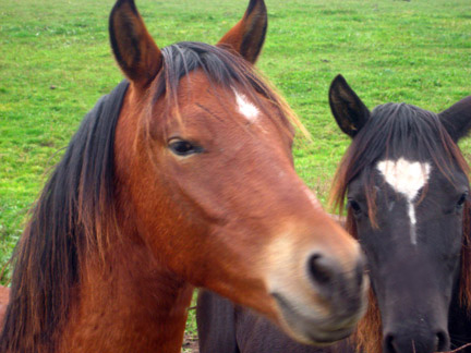 Horse Close-up
