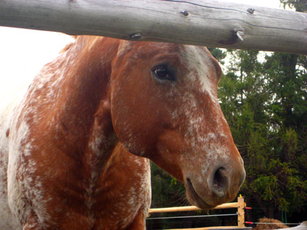 Beautiful Horse
