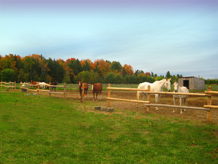 Horses at Green Glen Farm